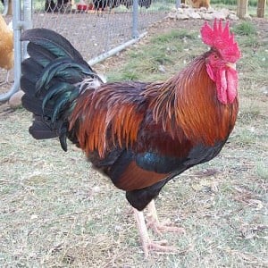 rooster.jpg