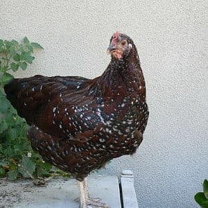hen.jpg hen.jpg
