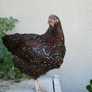 hen.jpg