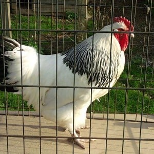 rooster.jpg rooster.jpg