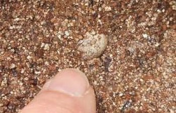 anole lizard egg with finger for byc.jpg