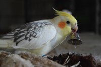 Dotti.jpg
