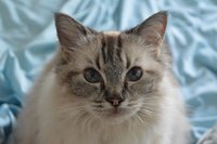 Lily.jpg