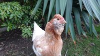 DSC_0411.JPG