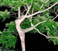 tree people.jpg