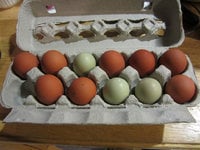 Partridge Pene and Marans OE First Egg.jpg