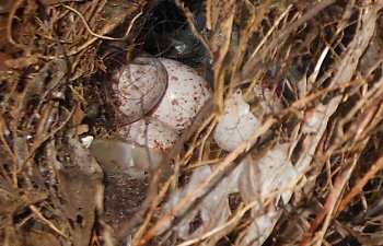 Watering can egg for byc.jpg