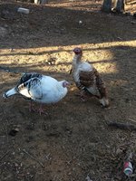 IMG_0997.JPG