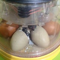image.jpeg