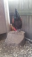 20180331_095346.jpg