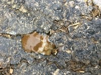 hen poo1.JPG hen poo1.JPG
