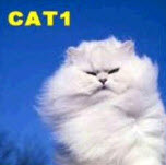 Cyclone Categories.jpg