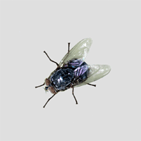 fly4.gif