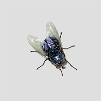 fly1.gif