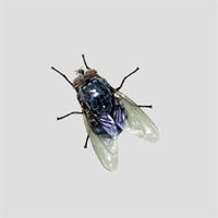 fly2.gif
