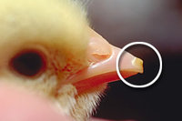 eggtooth.jpg
