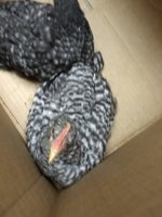 IMG_20180327_193945733.jpg