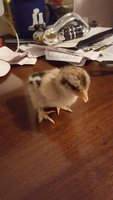 20180331_215941.jpg