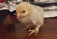 20180331_203702.jpg
