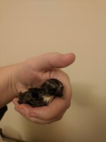 IMG_20180403_194754.jpg