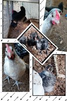 Collage 2018-04-03 15_40_04.jpg