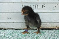 chick 1.jpg
