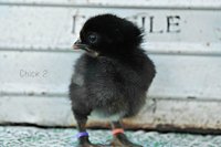chick 2.jpg