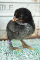 chick 4.jpg