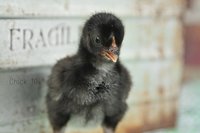 chick 10.jpg