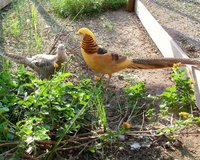 100_4842-01.jpg 100_4842-01.jpg