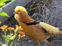 100_4492-01.jpg 100_4492-01.jpg