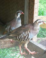 100_4063-1.jpg 100_4063-1.jpg
