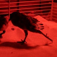 IMG_20180402_213505_317.jpg
