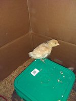 IMG_20180403_170054267.jpg