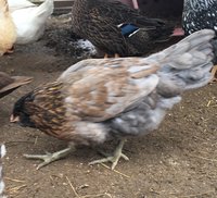 801C7F9F-080A-4245-B68C-B2DF25B620F0.jpeg