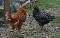 confrontation chickens small.jpg