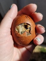 20180402_114715.jpg
