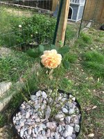 Austin rose 4.2018.jpg