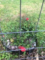 Drift rose 4.2018.jpg