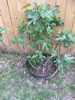 Fig tree 4.2018.jpg