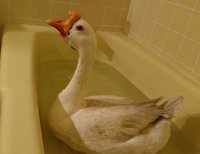 20180406 DDG bath 1.jpg