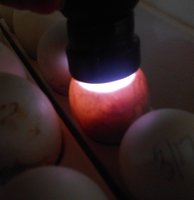 duck eggs 014.JPG