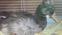 _copie-0_Daffy.jpg
