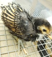 Mystery chick 2.jpg Mystery chick 2.jpg