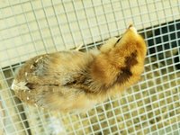 Mystery chick 3.jpg Mystery chick 3.jpg