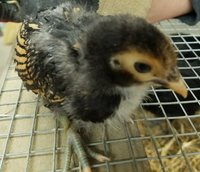 Mystery chick 1.jpg Mystery chick 1.jpg