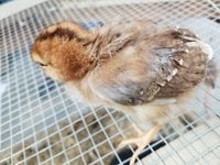 Mystery chick 4.jpg Mystery chick 4.jpg