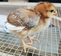 Mystery chick 5.jpg Mystery chick 5.jpg