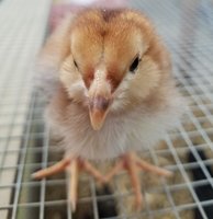 Mystery chick 6.jpg Mystery chick 6.jpg