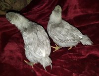 20180408_190905.jpg